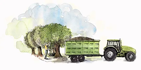 Farmers picking the olives from the trees
